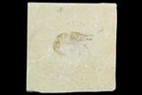 Cretaceous Fossil Shrimp - Lebanon #123896-1